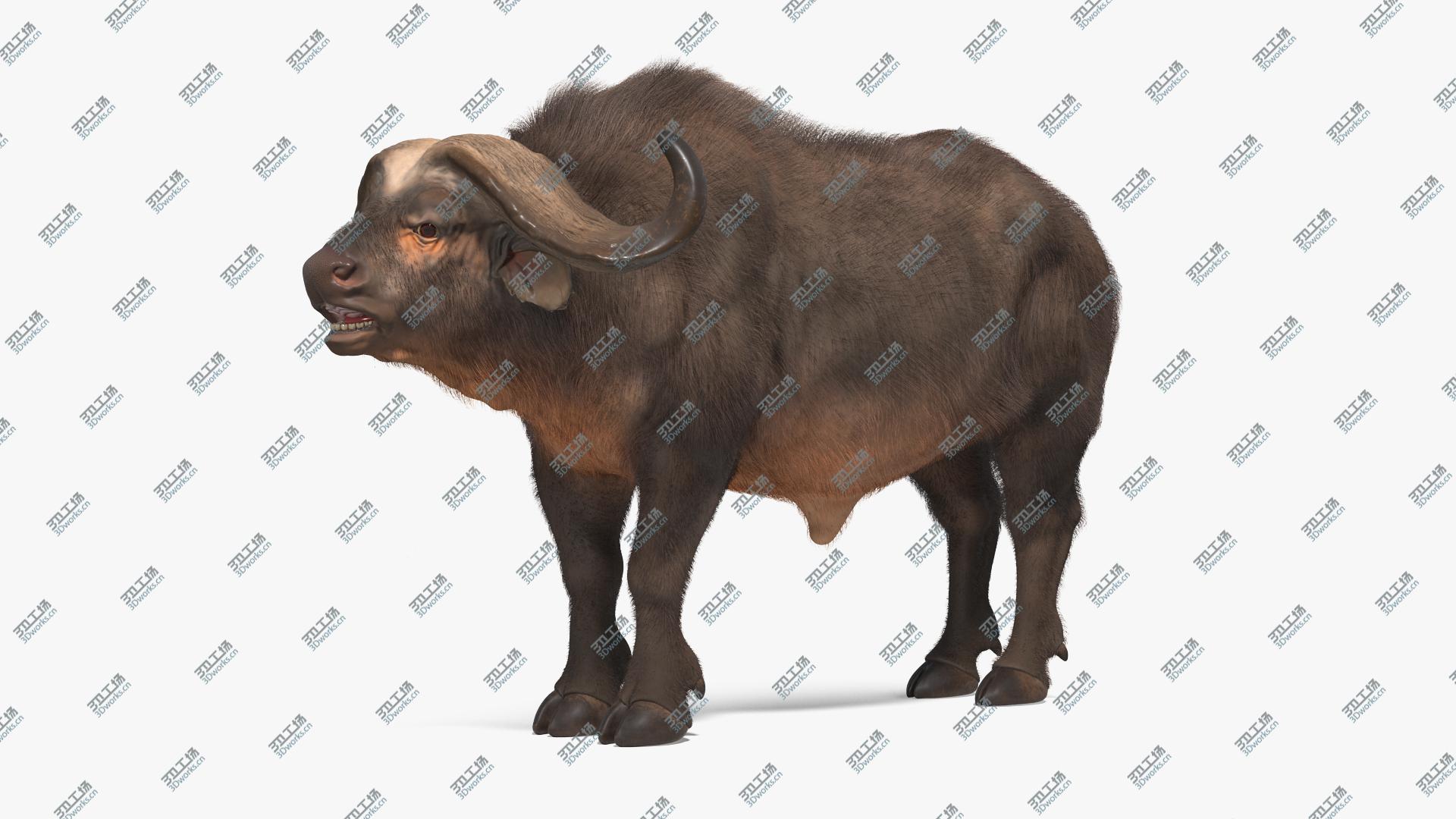 images/goods_img/202104093/3D Syncerus Caffer African Buffalo with Fur/1.jpg